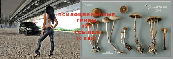 прущие грибы Абаза
